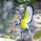 La Hacienda - Metal Inquisitive Blue Tit on Stake