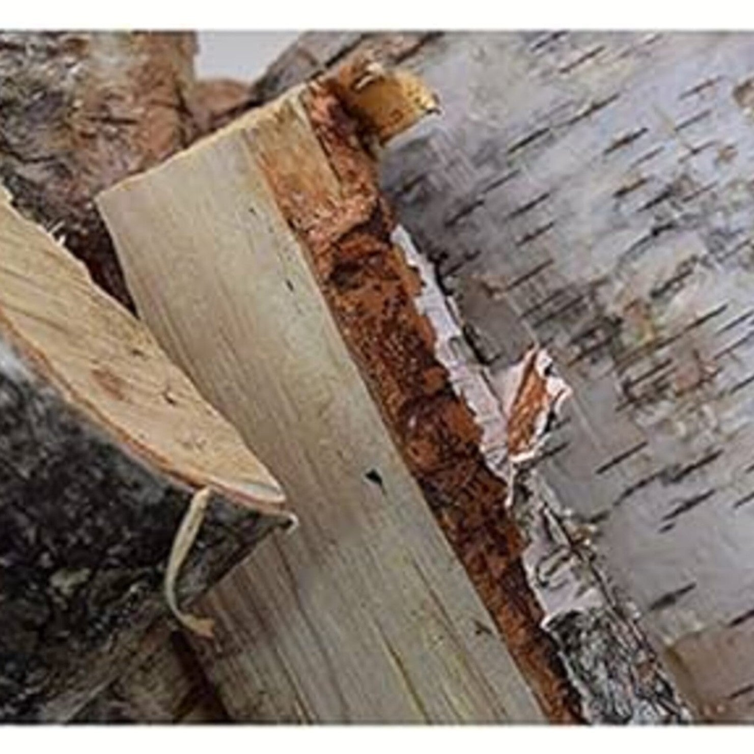 Bad Axe Birch Firewood 21L