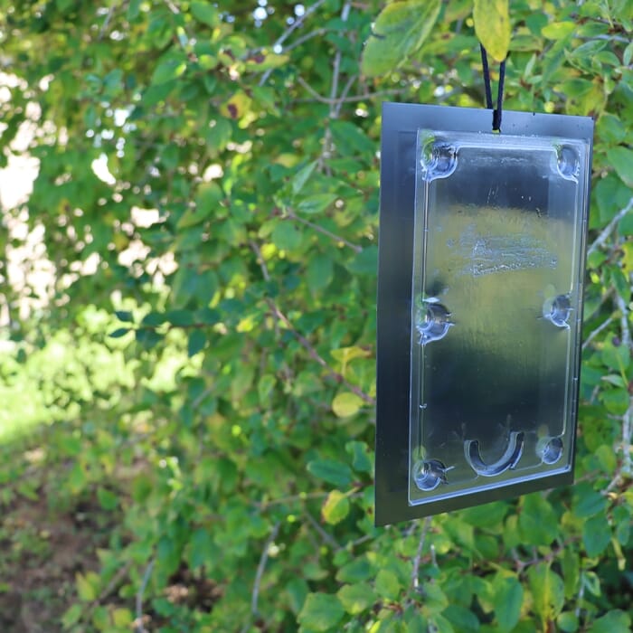 STV Tomato Leaf Miner Trap - Twinpack