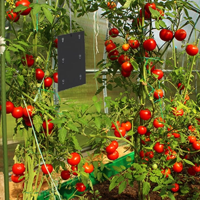 STV Tomato Leaf Miner Trap Refill - Twinpack