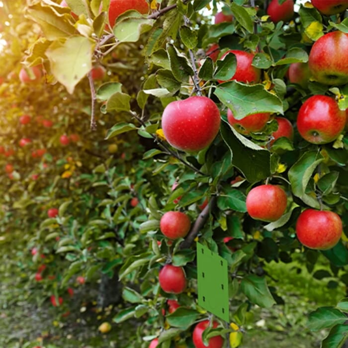 STV  Apple Maggot Trap Refill - Twinpack