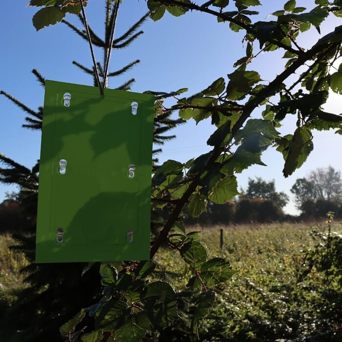 STV  Apple Maggot Trap Refill - Twinpack