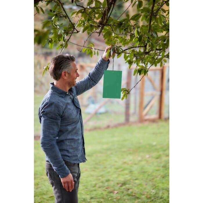 STV  Horse Chestnut Leaf Miner Trap Refill - Twinpack