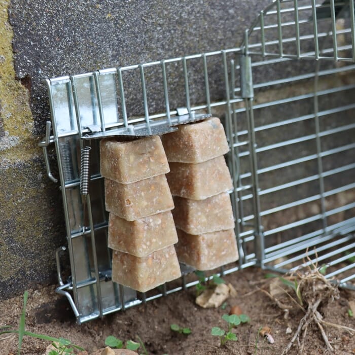 STV  Ready-Baited Multi-Catch Rat Cage Trap