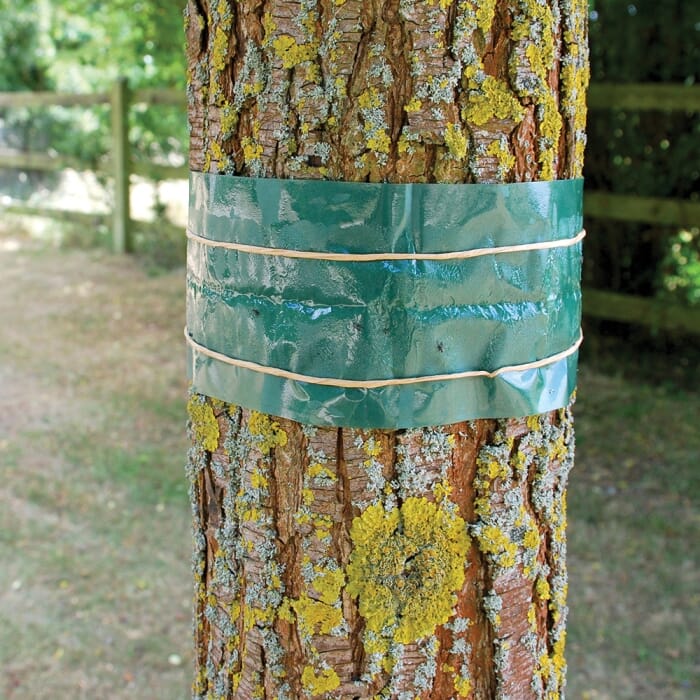 STV  Fruit Tree Grease Band - 1.75m