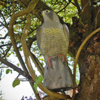STV  Falcon