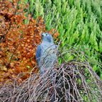 STV  Falcon
