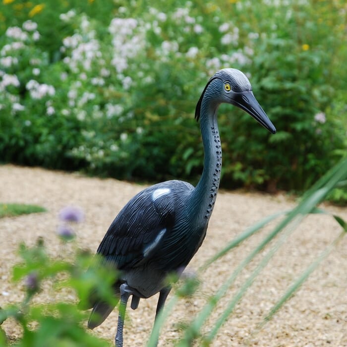 STV  Heron