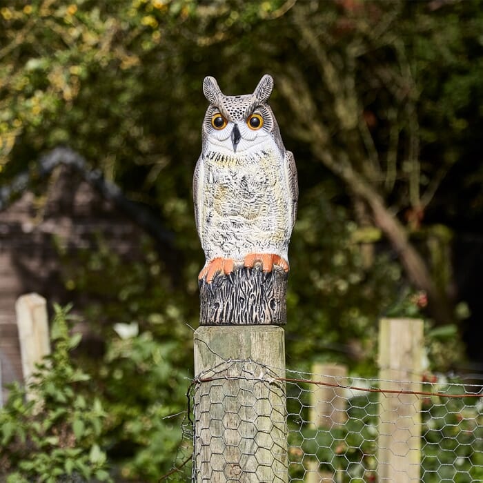 STV  Owl